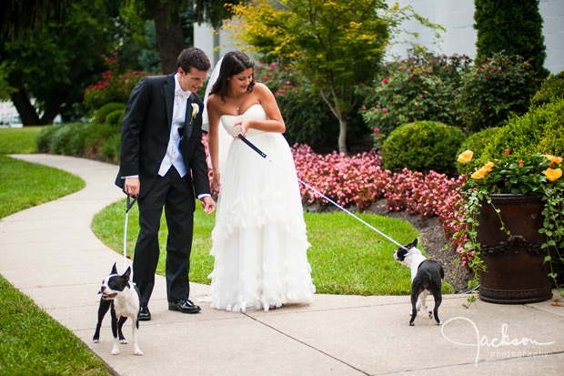 bride and groom with boston terriers