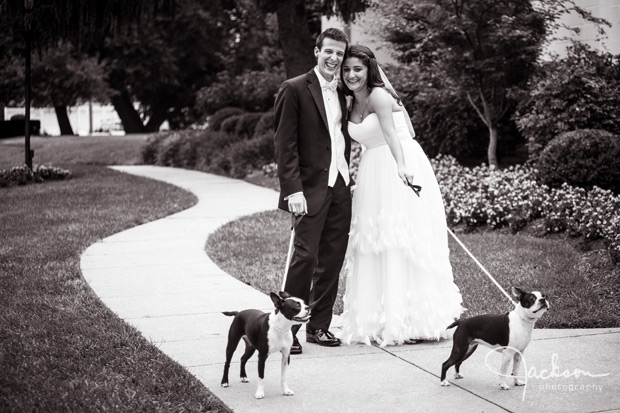bride and groom with boston terriers